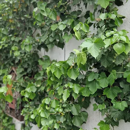 Hotel Hostel Koeln 2*