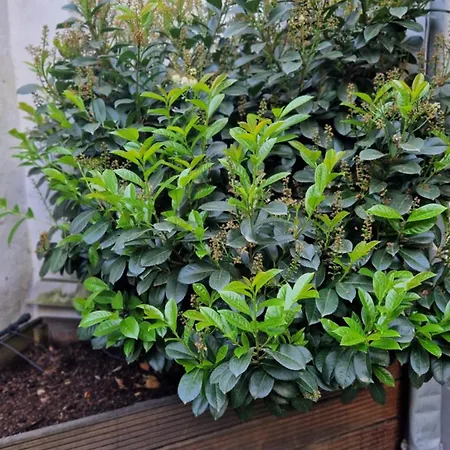 酒店 科隆宾馆 科隆